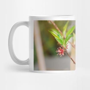 Almond Flowers After Petal Drop Mug